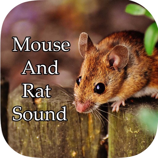 Mouse and Rat Sounds